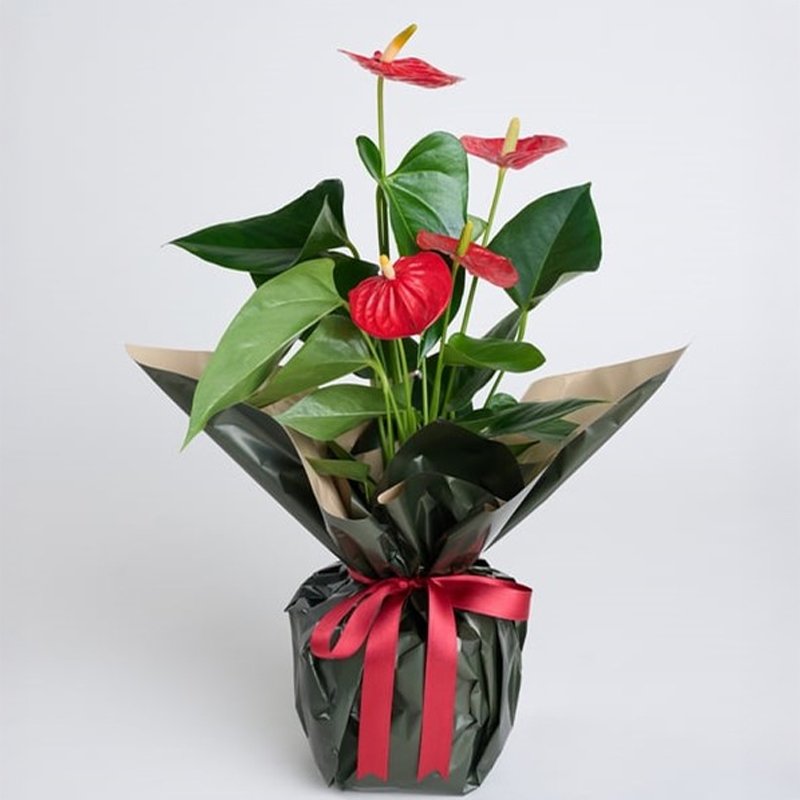 Çerkezköy Çiçek - Kırmızı Antoryum Saksı Çiçeği