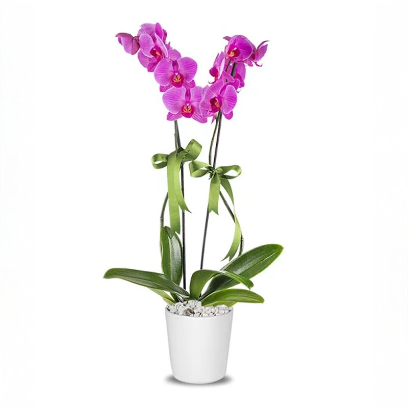Çerkezköy Çiçek - 2 Dal Mor Orkide