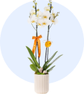 Orkide - Çerkezköy Çiçek